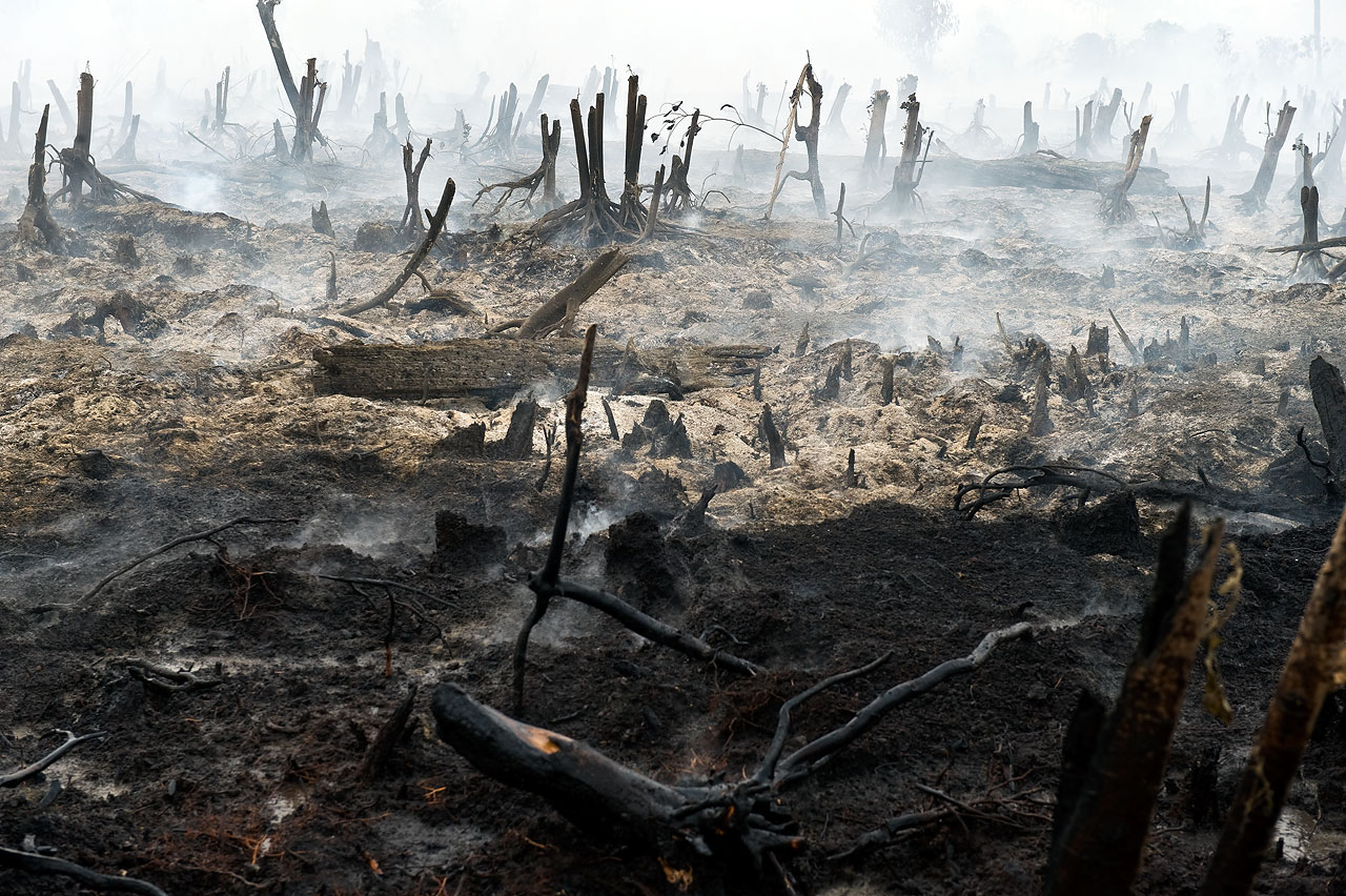 Sandra Hoyn - Displaced by Palm Oil: Indonesias last Orangutans - Felix Schoeller Photoaward