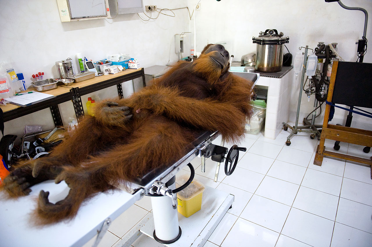 Sandra Hoyn - Displaced by Palm Oil: Indonesias last Orangutans - Felix Schoeller Photoaward